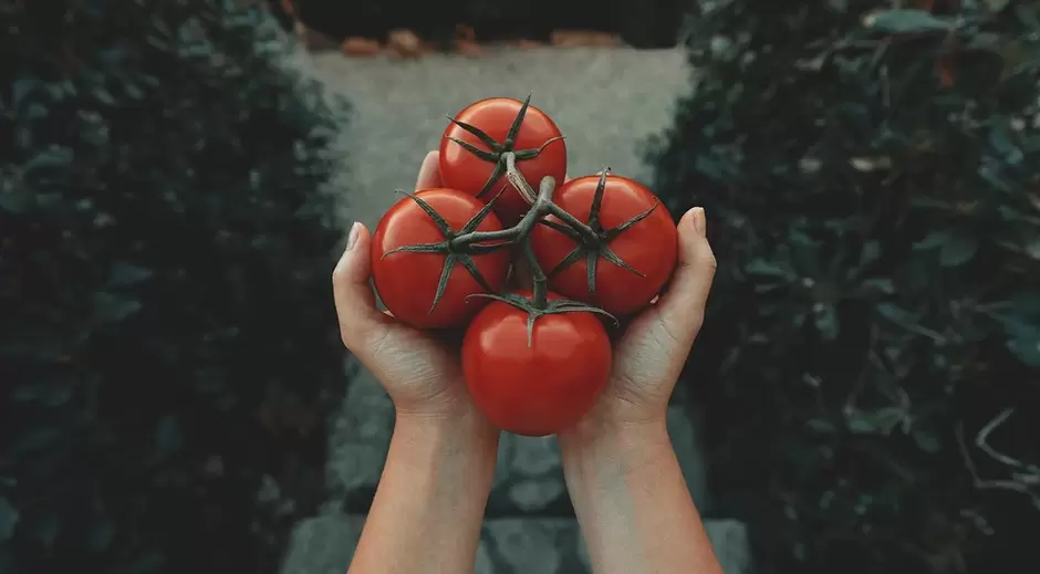 tomates para a potencia